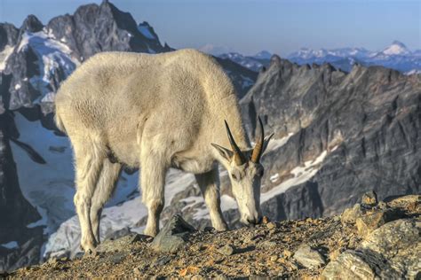 Mountain Goat North Cascades National Park Andy Porter Images