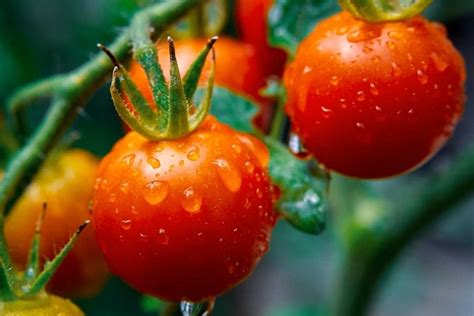 Réussir l arrosage des tomates à quelle fréquence avec quelle