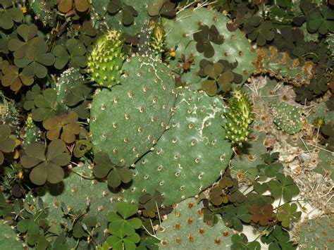 Fotos Gratis Naturaleza Cactus Hoja Flor Verde Produce Nica