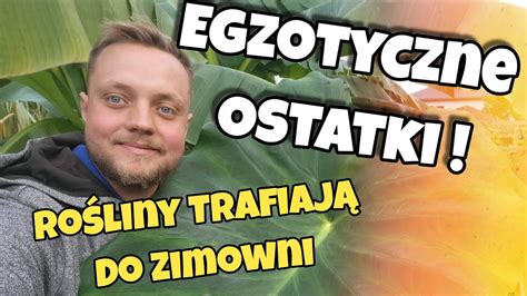 Ostatki W Ogrodzie Kończymy Sezon 2023 Szklarenka Pęka W Szwach YouTube