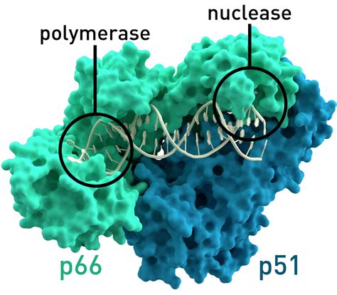 Reverse Transcriptase Structure | Hot Sex Picture