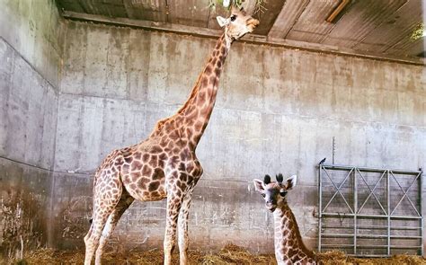 Jerusalem Biblical Zoo welcomes new baby giraffe | The Times of Israel