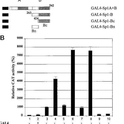 A And B Functional Interactions Between C Jun And Domains Of Sp1 Fused Download Scientific