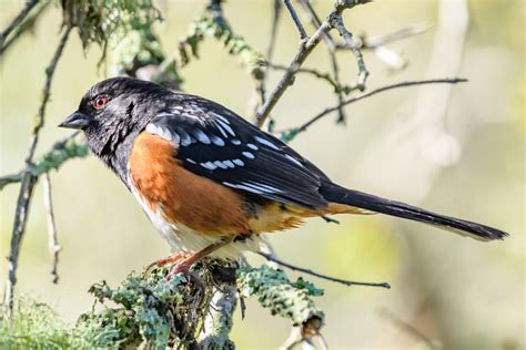 Spotted Towhee | Audubon Field Guide