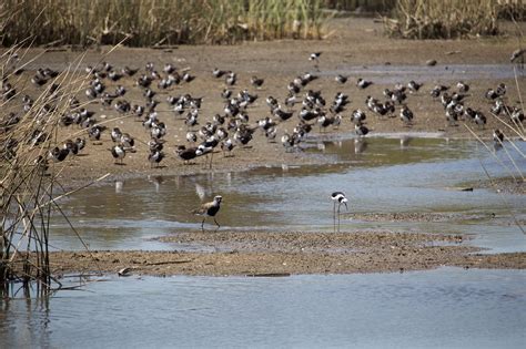 Birds Wetland Island Park With - Free photo on Pixabay - Pixabay