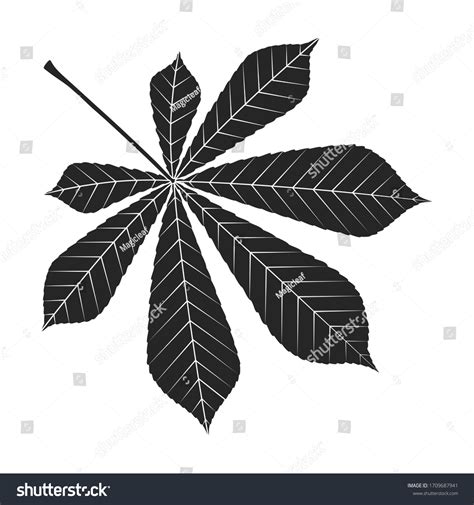 3,298 Buckeye leaf Images, Stock Photos & Vectors | Shutterstock