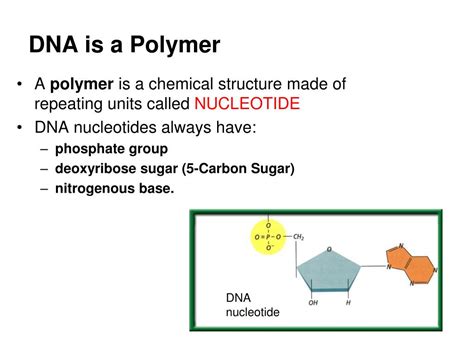 Dna Polymer Diagram