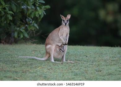 Whiptail Wallaby Macropus Parryi Mackay North Stock Photo 1463146919 | Shutterstock