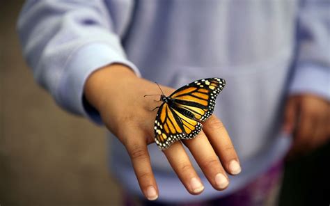 Coffs Harbour Butterfly House