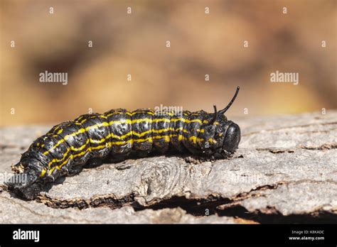 Orange-striped oakworm caterpillar - Anisota senatoria Stock Photo - Alamy