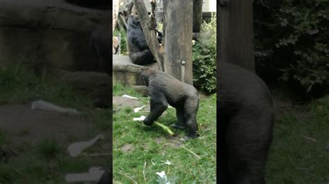 Gorilla Eating A Banana Youtube