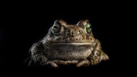 What is a TOAD attack? | ITPro