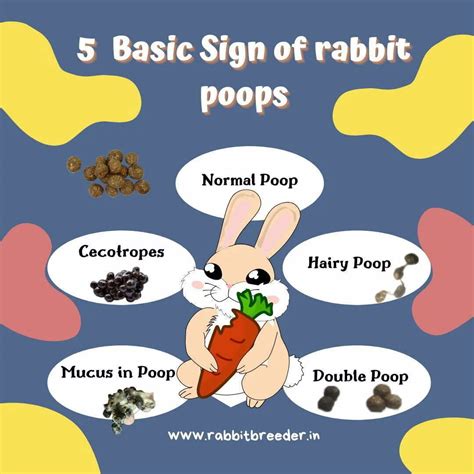 Why do rabbits Scatter Dropping Poop? | Rabbit Poop