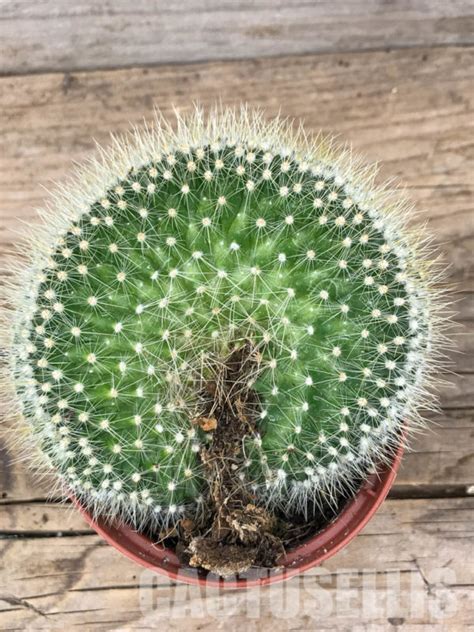 Sh Mammillaria Spinosissima Subs Pilcayensis F Cristata