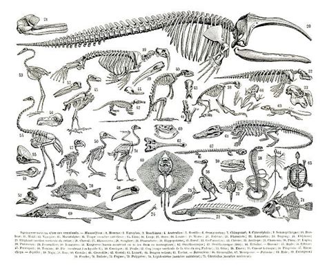 Animal Skeleton Clip Art, Vector Images & Illustrations - iStock