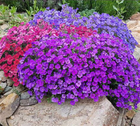 Cascading Rock Cress Aubrieta Mix Hanging Trailing Aubrieta Etsy