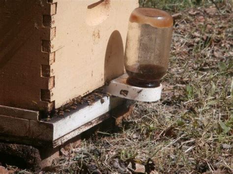 Honey Bee Feeders | Buzz Beekeeping Supplies