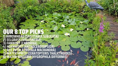 The Best Oxygenating Pond Plants Youtube