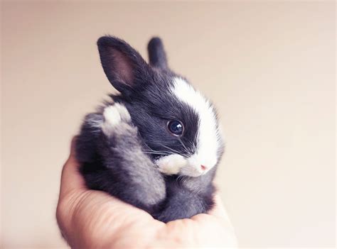 Photographer Documents Growth of Pet Bunnies in Adorable Snapshots Photos - ABC News