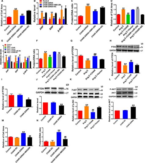 Roles Of Mir B And Pten Akt In Mediating The Antihypertrophic Action