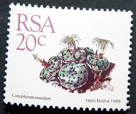 Succulents On Stamps Conophytum Obcordellum South Africa