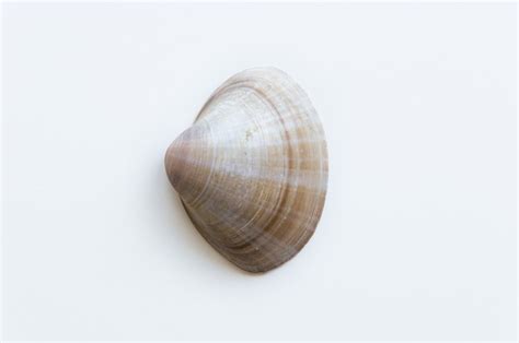 Free Seashells Shell Images Pixabay