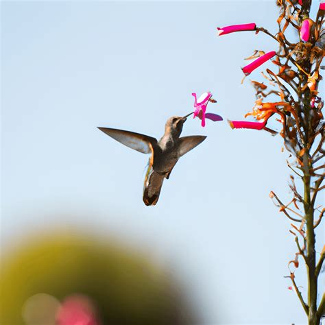 Hummingbird Feeding from Flowers in Spring · Creative Fabrica