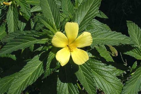 Turnera Ulmifolia