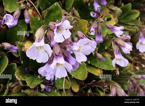 Flared funnel shaped flowers hi-res stock photography and images - Alamy