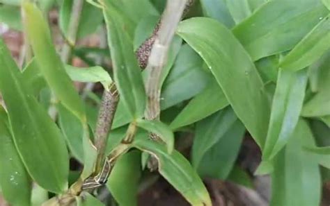 铁皮石斛种植技术及病害防治 蜜源植物 酷蜜蜂