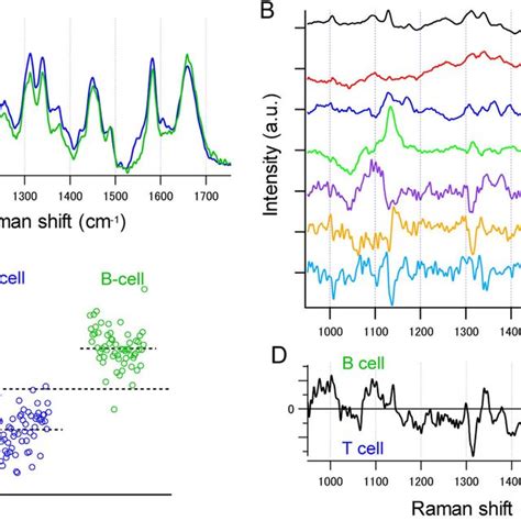 Time Course Change In The Raman Spectrum During T Cell Activation A