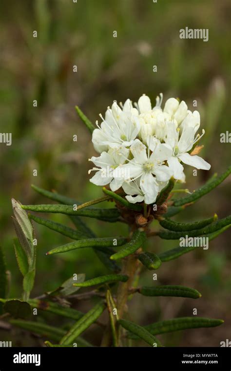 How Does The Labrador Tea Survive In The Tundra