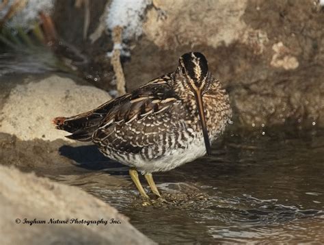 Ingham Nature Photography Inc Photo Of The Week Snipe Snippets