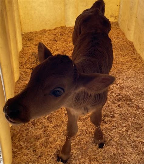 Bottle Feed one Baby Calf 4:30pm