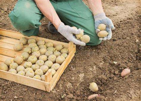 Farmer Planting Potatoes In The Ground Stock Image Image Of Food