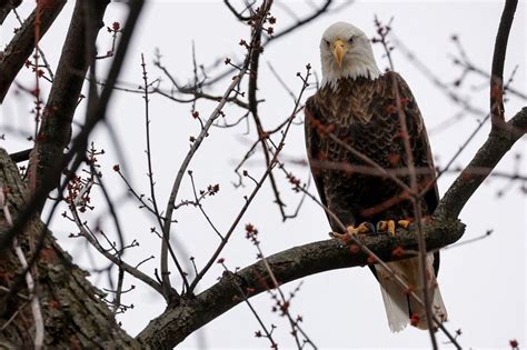 US Man Agrees To Plead Guilty To Killing Bald Eagles In Montana