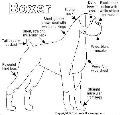 Boxer Printout- EnchantedLearning.com