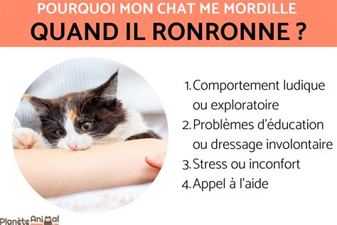 Pourquoi Mon Chat Me Mordille Quand Il Ronronne