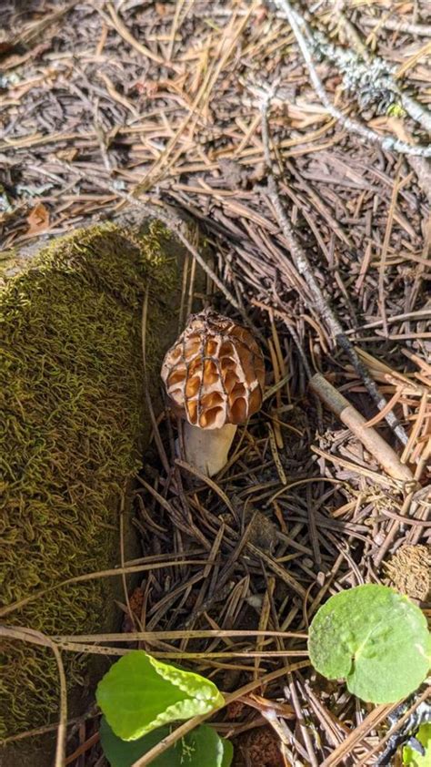 Morel Mushroom Sightings - Maps - The Great Morel