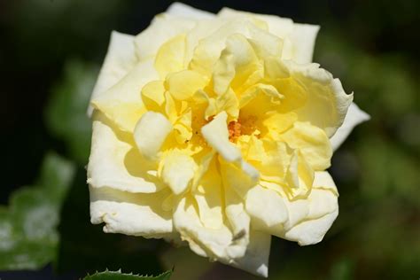 Soleil Vertical ® | Rose, gelb, 2,40m x 1,80m (Delbard, 2009) | Rosa ...