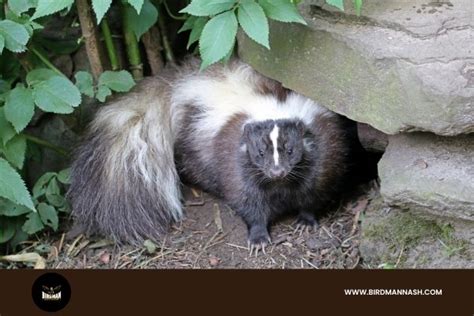 Skunk Removal Experts in Nashville: Call Birdman Today