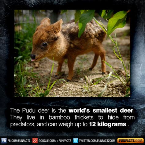 Pudu Deer: World's Smallest Deer