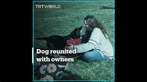 Missing Dog Reunited With Owners After 3 Years Youtube