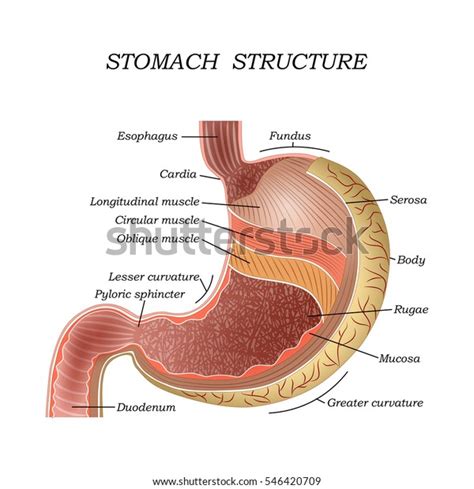 The Structure Of The Human Stomach Training Medical Anatomical Poster