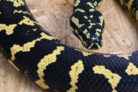 Carpet Python Size Chart | www.resnooze.com