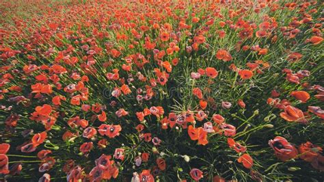 A Large Field of Red Poppy Flowers at Sunset. Stock Image - Image of grass, beautiful: 265476019