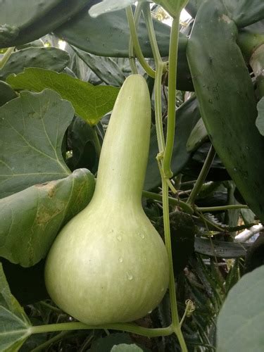 30 Semillas De Bule O Guaje Pequeño Calabaza Peregrino Meses sin