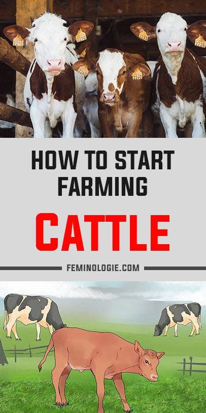 How To Start Farming Cattle Cattle Cattle Farming Cattle Ranching