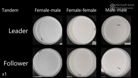 Sex Role Flexibility Is Key To The Evolution Eurekalert