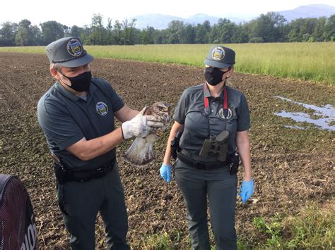 La Polizia Provinciale Recupera E Cura Una Poiana Ferita